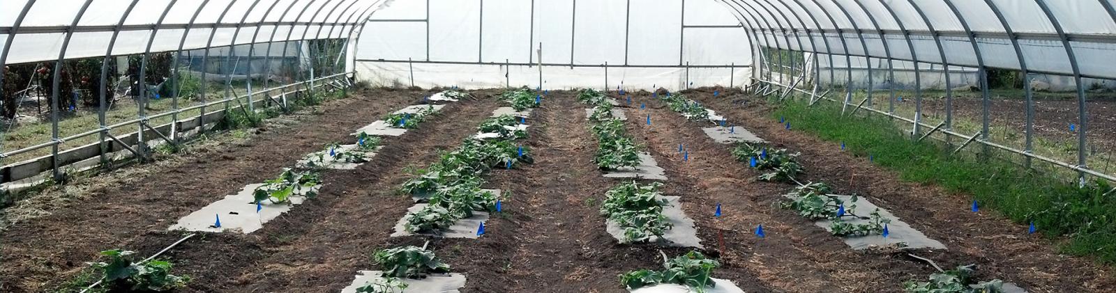 Biodegradable High tunnel