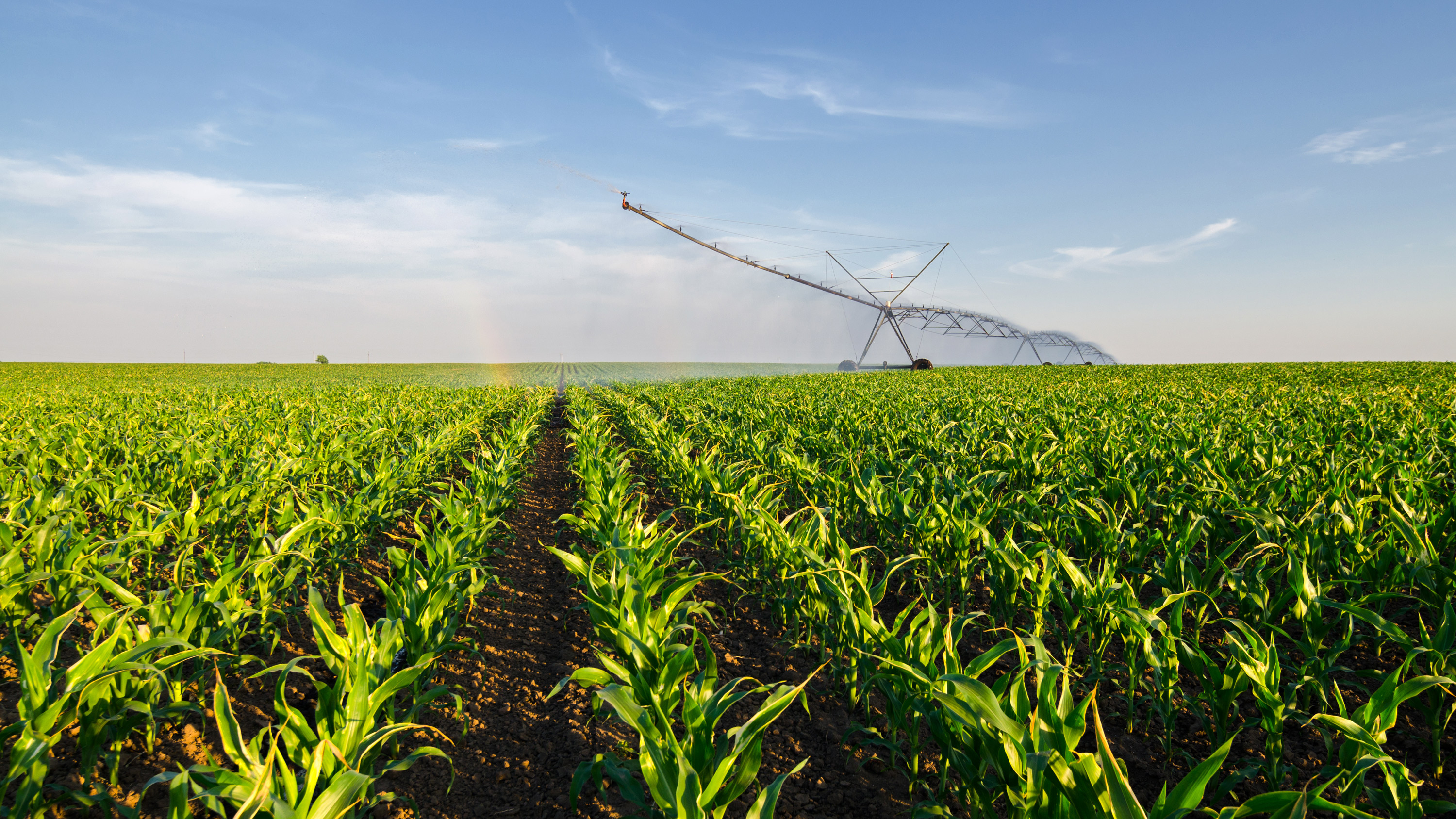 Corn field irrigation