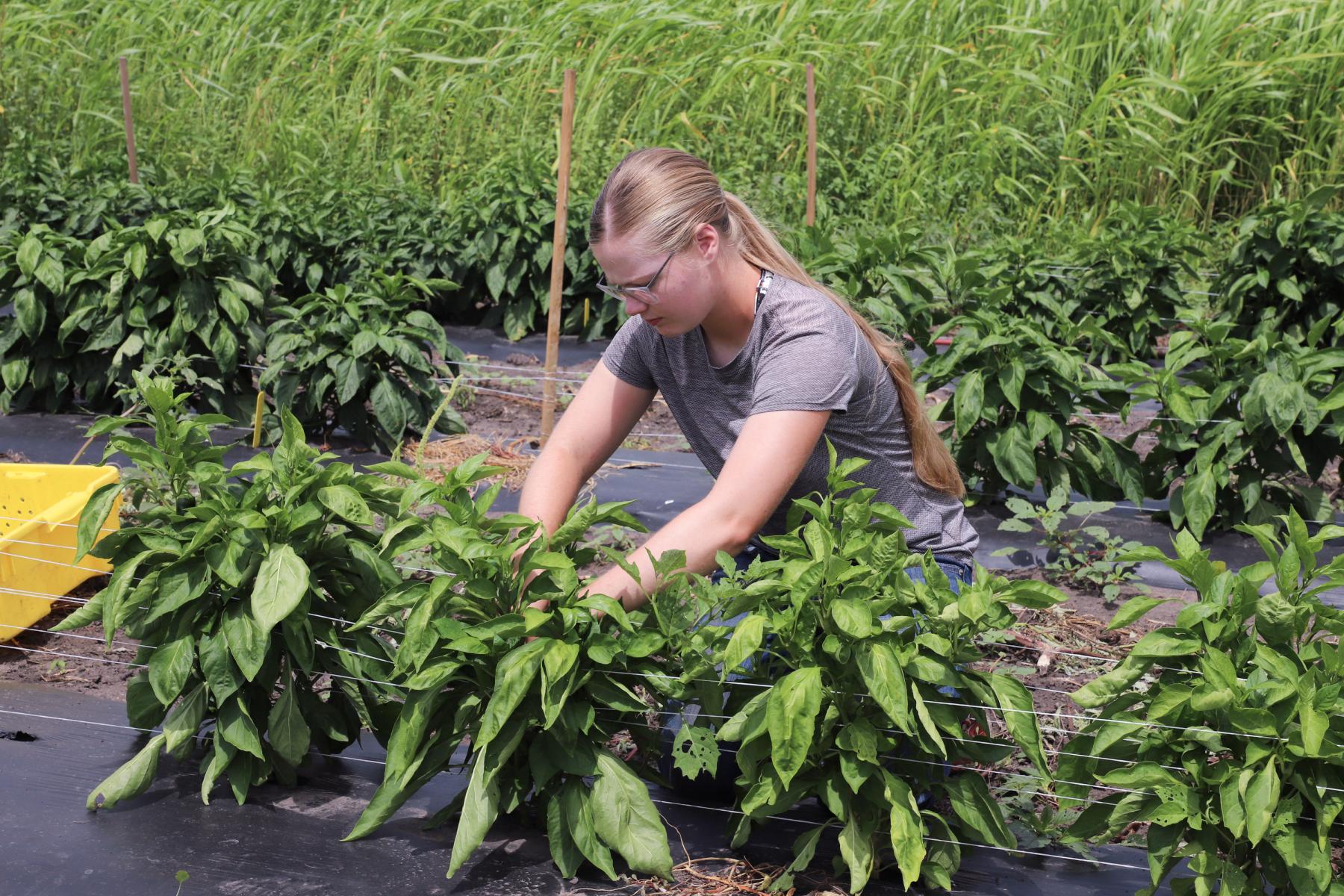 Elizabeth Cunningham picking peppers