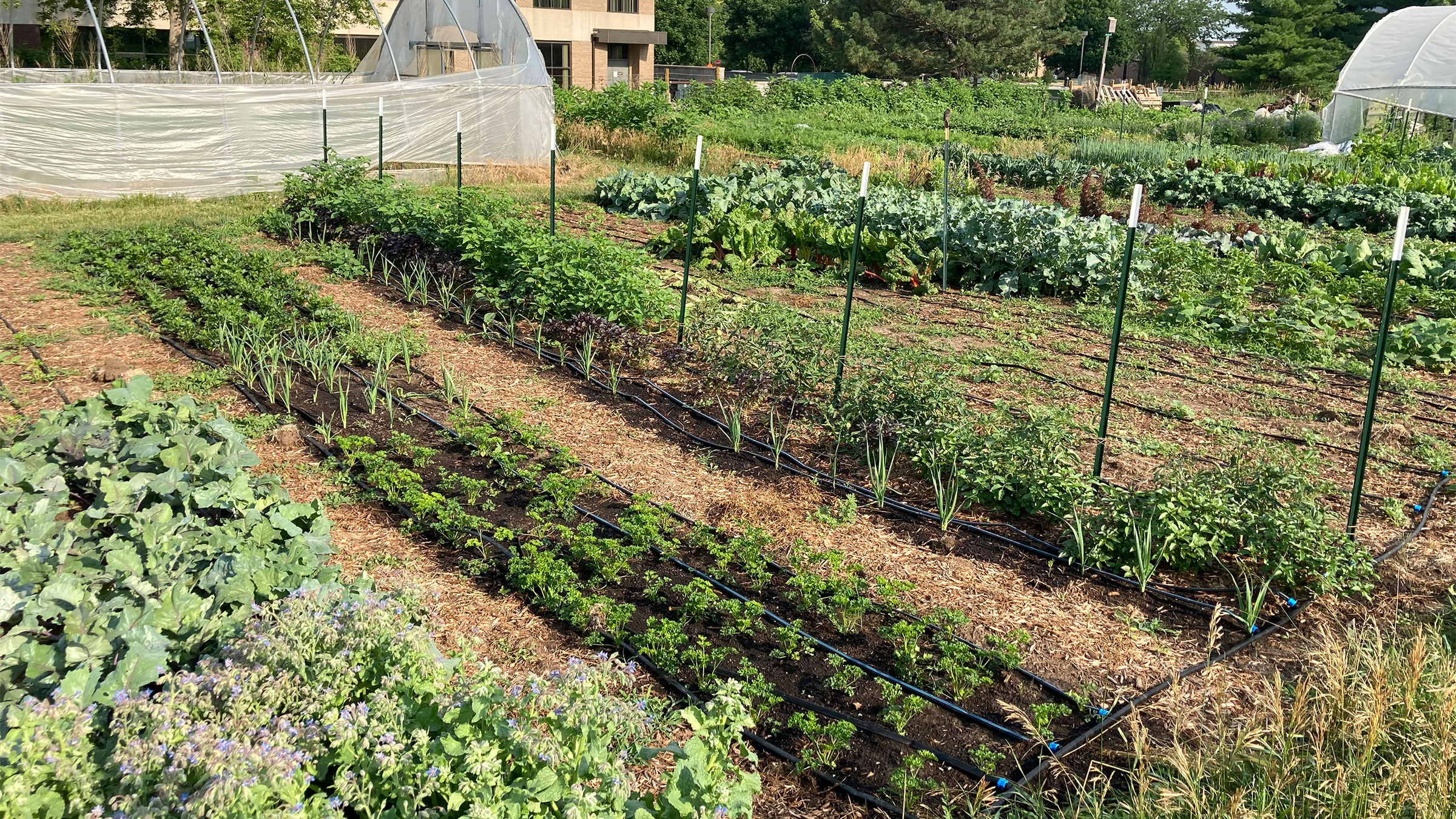University of Nebraska–Lincoln student gardens on East Campus.