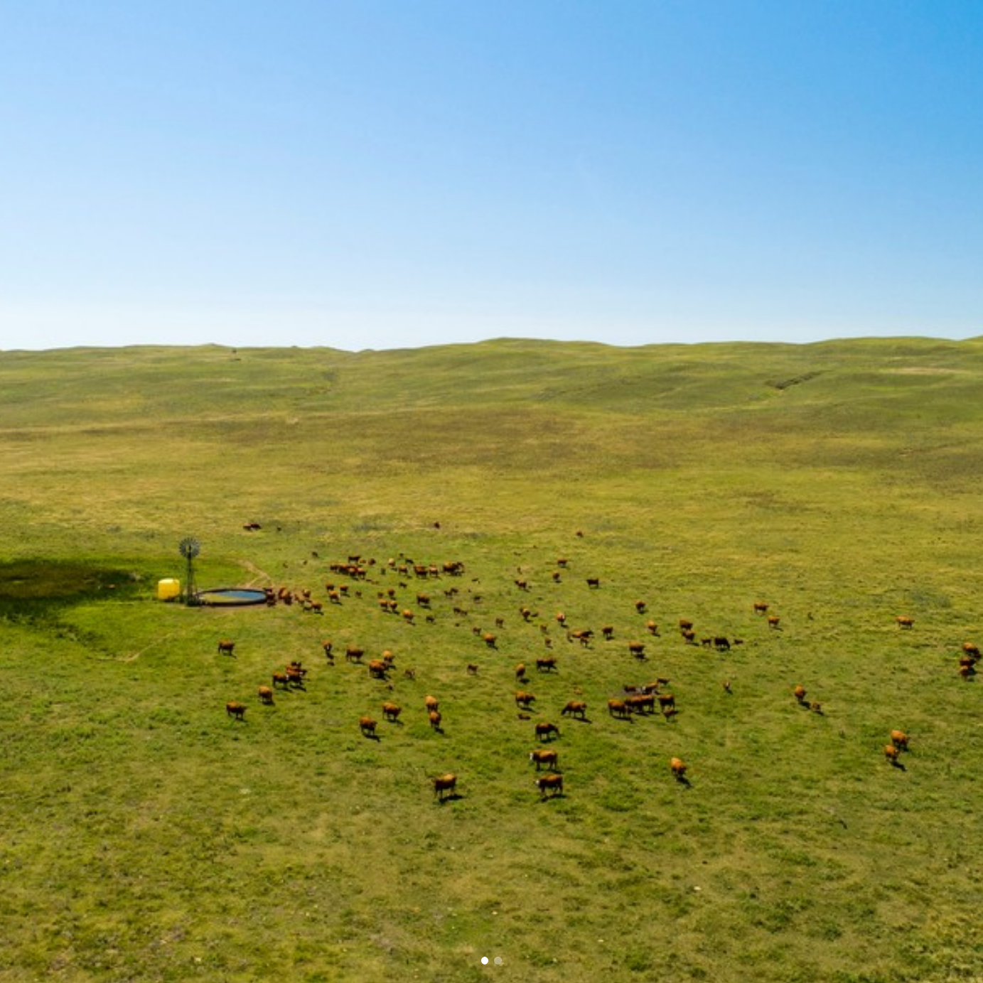 $5 million grant to tackle greenhouse gas emissions in cattle grazing systems