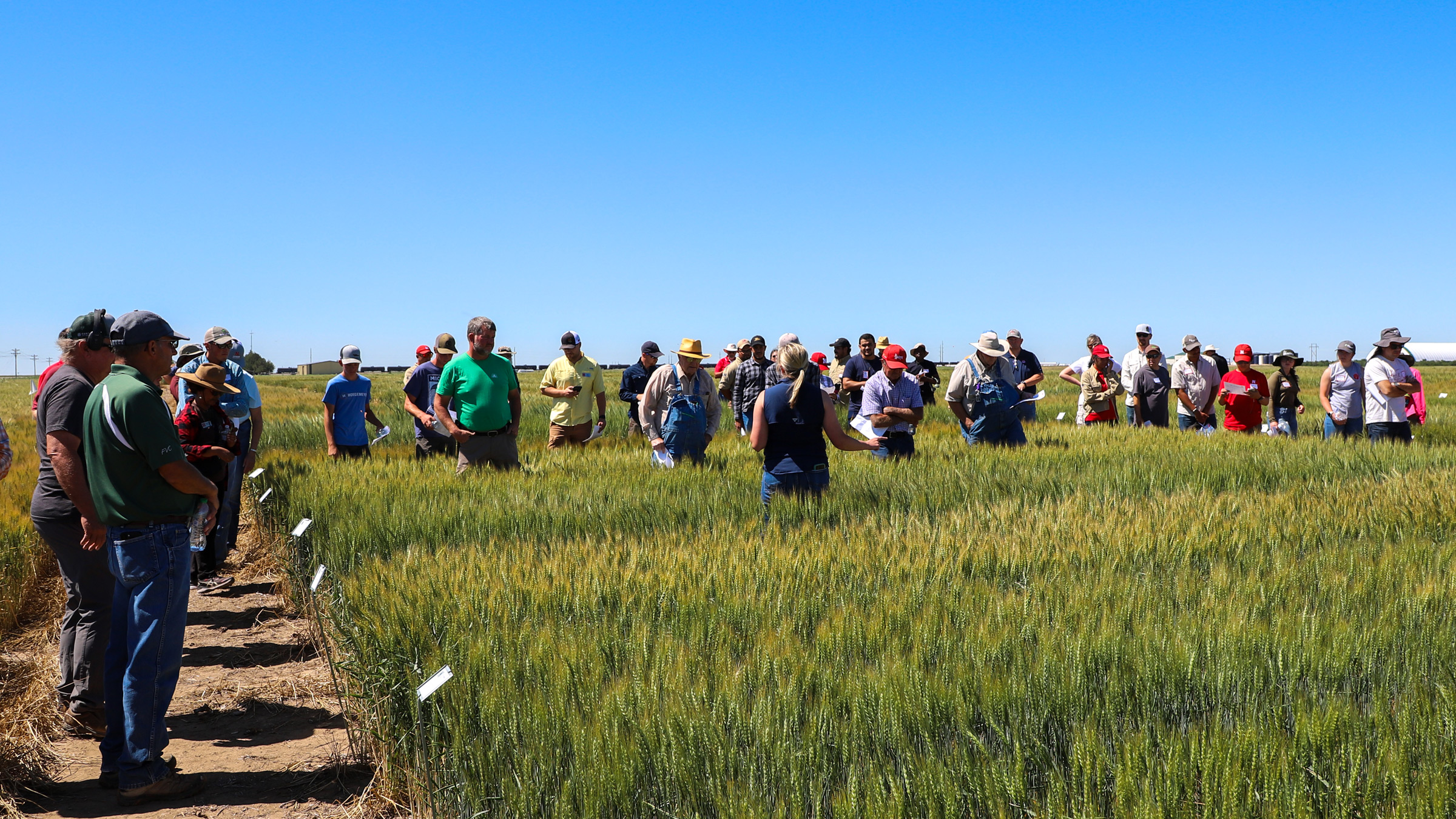 2025 Wheat Variety Tours