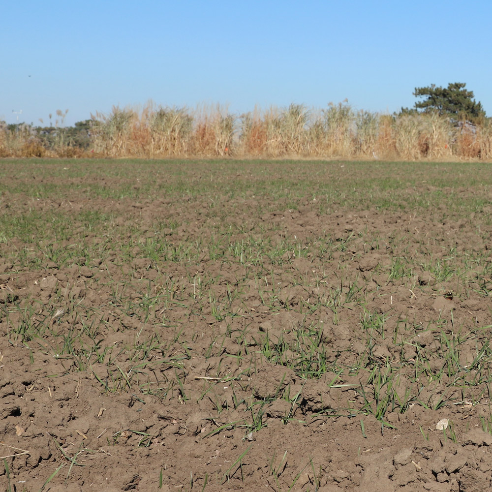 field with bare soil