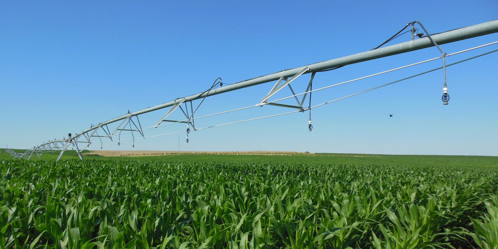 irrigation corn field