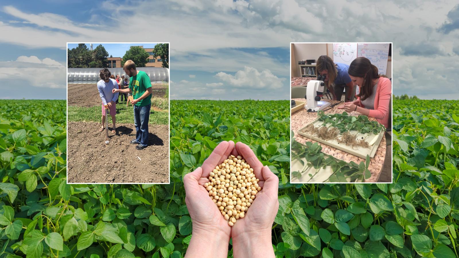 Summer Soybean Institute Banner