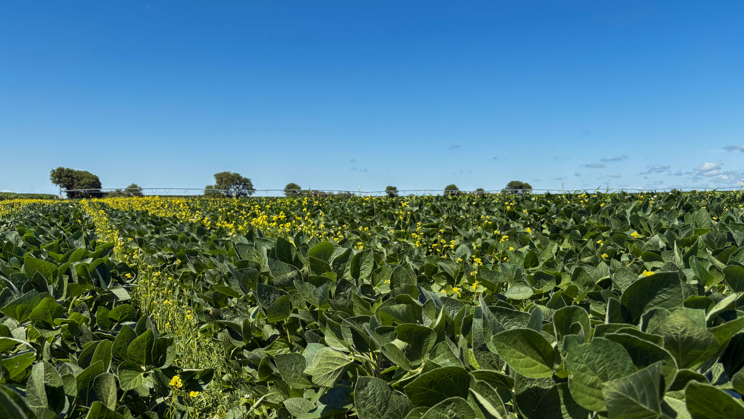 soybean and cover crops