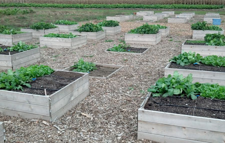 Soil management options for urban agriculture