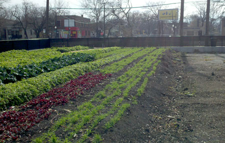 Compost-based beds in Chicago