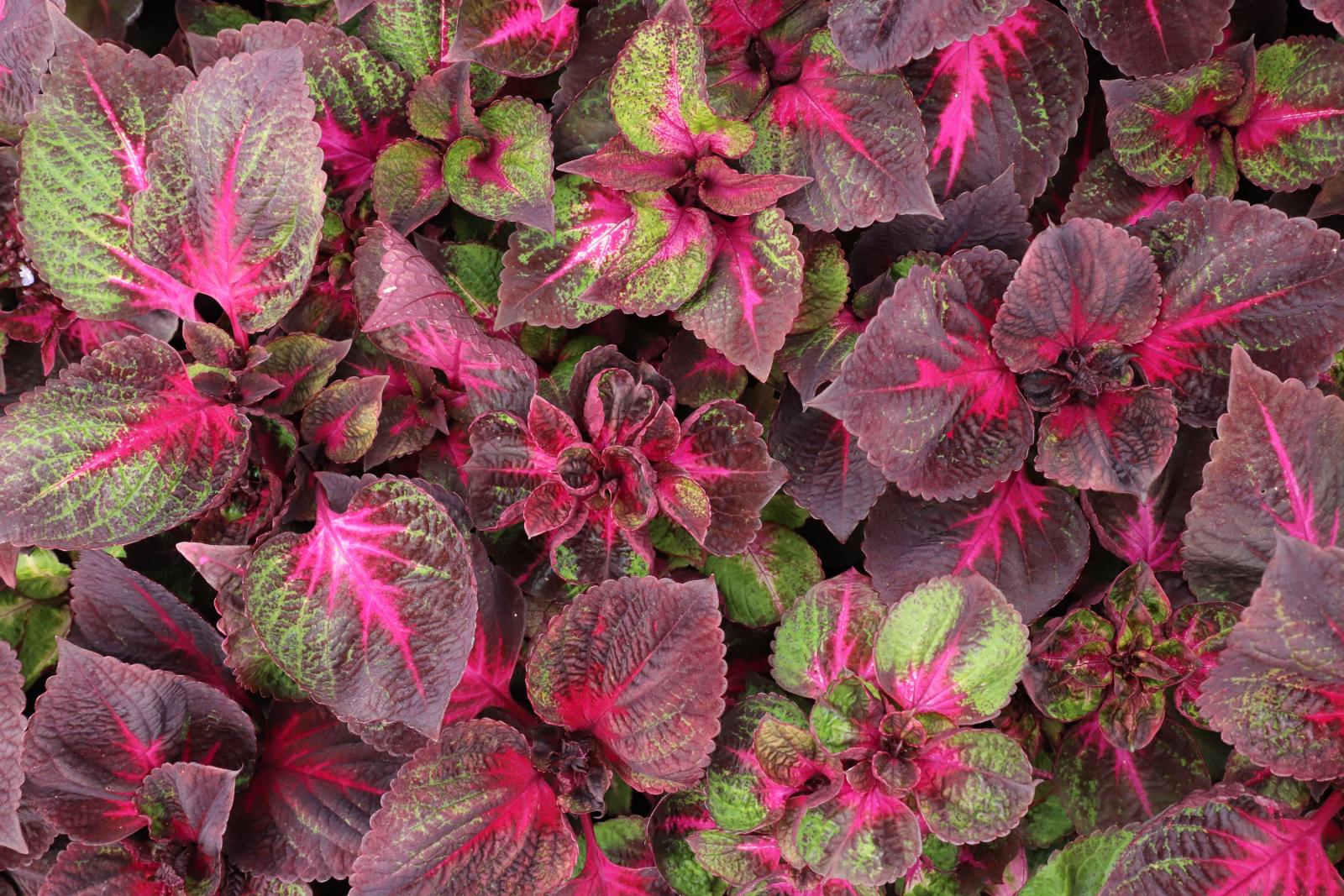 coleus