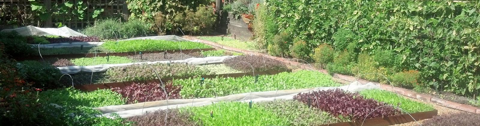 raised garden in backyard