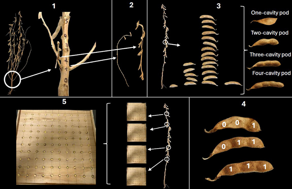 Researchers determined seed number and seed weight of soybean plants growing in treatments where no additional N was added and where ample N was added. (1) Stem nodes were marked on each plant. (2) Branches were removed from each node. (3) Pods were removed and sorted into one-, two-, three-, and four-cavity pod types. (4) In each pod cavity, there was either a seed (Code 1) or no seed (Code 0). (5) A 100-seed count board was used to draw a random sample of seed to weight. 