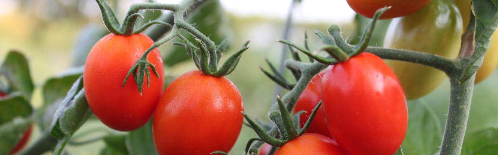 Tomato Grafting