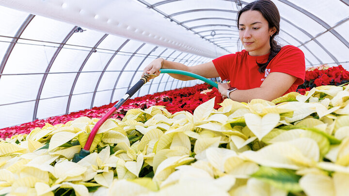 Haley Klement poinsettia sale