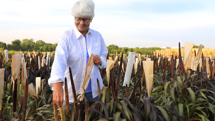 The University of NebraskaâLincoln honored 977 faculty and staff for their years of service to the university Nov. 18 including Department of Agronomy and Horticultureâs Carol Caha, a lab manager and research technologist, for 45 years of service.