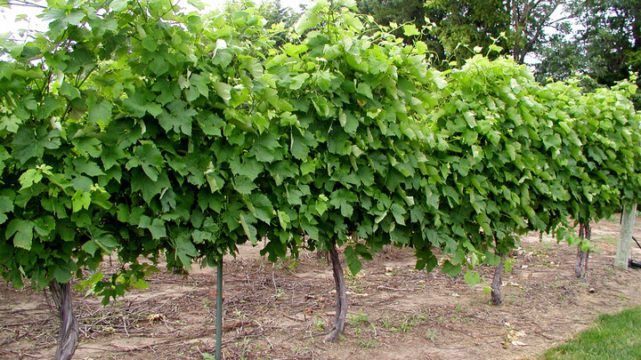 grape vines