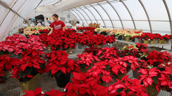 Elaina Madison, now a senior plant and landscape systems major, checks on the Horticulture Clubâs poinsettias in the Teaching Greenhouse West before customers arrive for the plant sale in 2021.