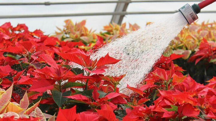 Horticulture Club poinsetta sale 2024
