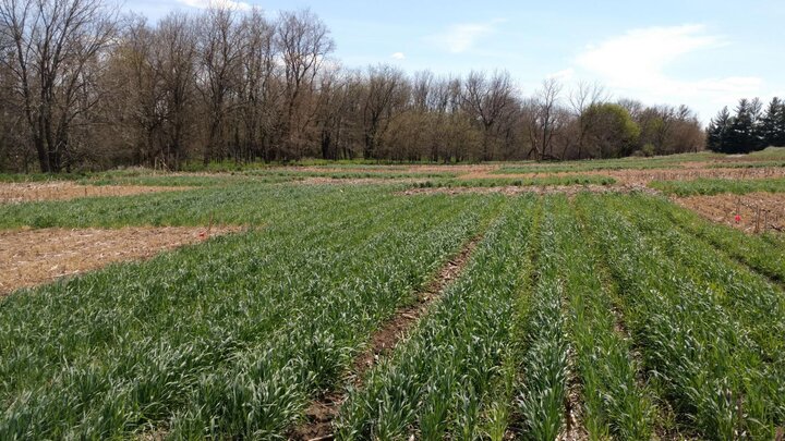 Rye cover crop at late termination (early May) with and without corn residue removal at Rogers Memorial Farm near Lincoln, Nebraska. Photo courtesy of Humberto Blanco. 