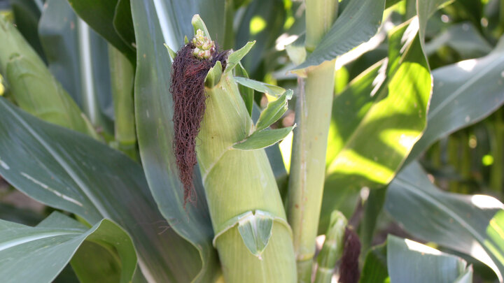 corn plant