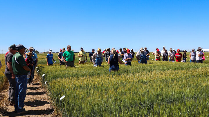 Wheat Variety Tour at the Stumpf International Wheat Research Center in Perkins County.