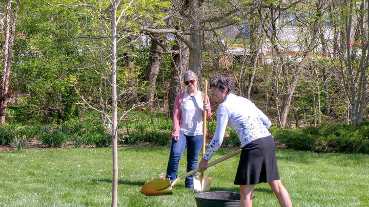 Kim Todd helps plant a Table Rock sugar maple tree near the Foundersâ Garden with Victoria Schoell-Schafer, horticulture director, at Lauritzen Gardens April 26. Courtesy Lauritzen Gardens