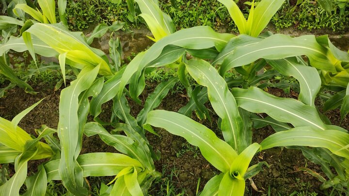Symptoms of sulfur deficiency in a maize field in Vietnam