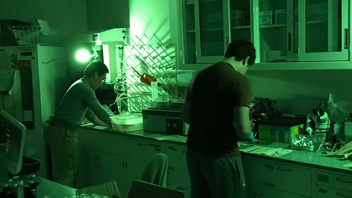 Guangchao Sun, research scientist (left), and Thomas Hoban, an undergraduate research assistant in the James Schnable lab, collect, measure and process seedling roots under green light. Green light allows Guangchao and Thomas to see what they are doing while not alerting the cells of plant roots that they are out of the soil and exposed to the sun to reduce changes introduced between when the plants are harvested and when gene expression can be measured.