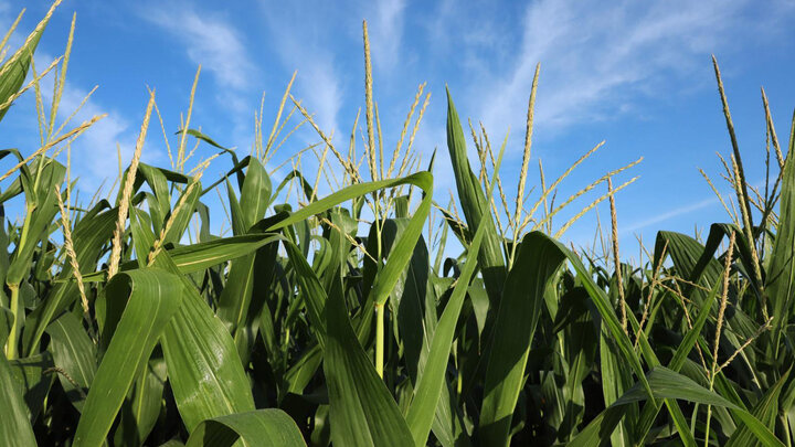 The Essentials of Hybrid Breeding workshop set for Aug. 9-10