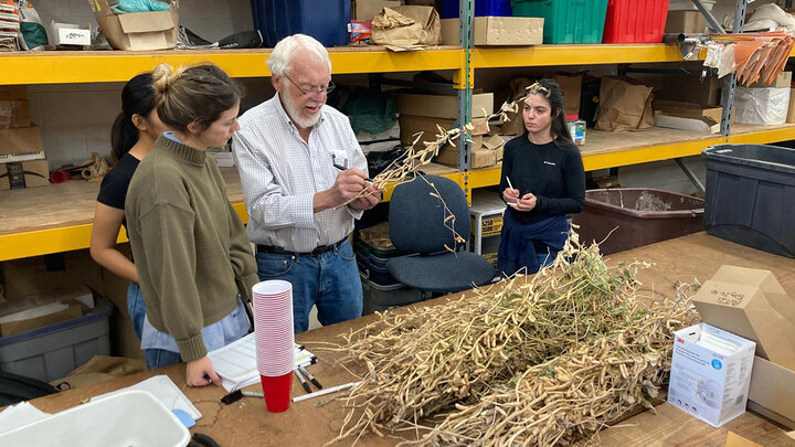 n a new Crop Science article, researchers evaluated seed yield in different parts of soybean plants that were provided high or limited N. Photo courtesy of Nicolas Cafaro La Menza, University of Nebraska–Lincoln.