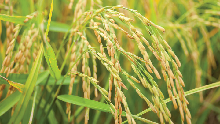 2024 Nebraska Plant Science Symposium Series â Innovating Plant Science: Where STEM Meets Stem 