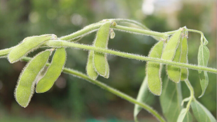 Analysis, Summarization and Interpretation of Plant Breeding Data workshop set for Aug. 1-3