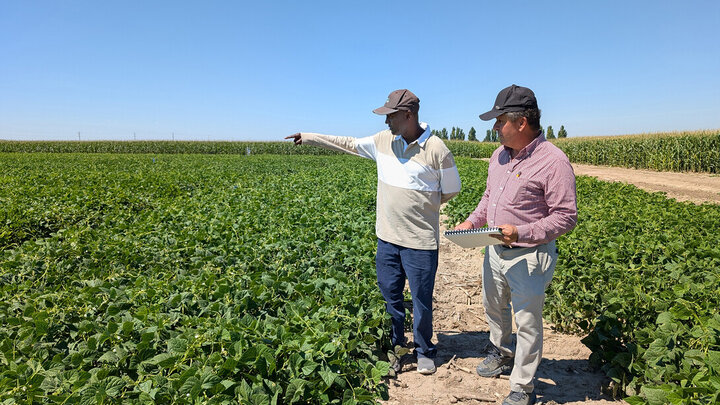 Dry bean breeders Teshal Mamo, Alliance of Biodiversity C/AT (left), and Carlos Urrea, University of Nebraska-Lincoln, survey the dry beans in the Mitchell Ag Lab plots in Nebraska.