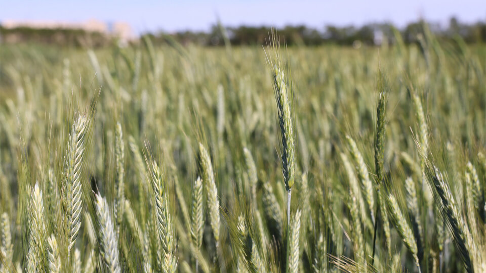 Green wheat field under a clear blue sky.