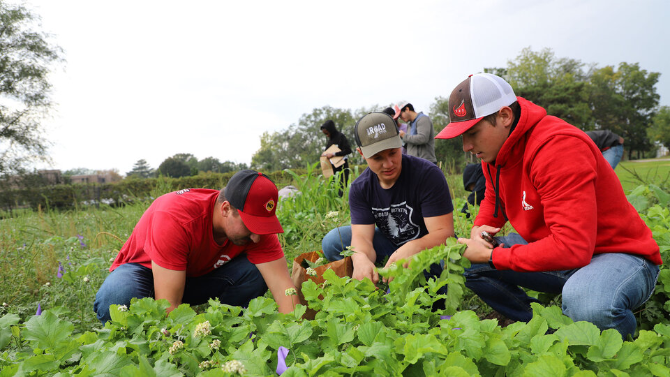 PLAS425-AGRO825 Cover Crop class dig out cover crops in research plot on Nebraska East Campus.
