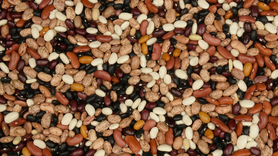 Dry Beans