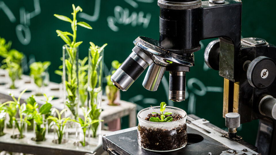 Plants in testtubes and microsope