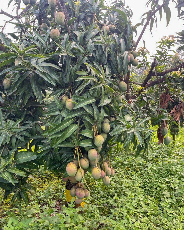 Rwanda mango tree