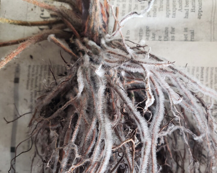 Figure 1. Closeup photo of fungus (presumed) on the strawberry dormant crowns.