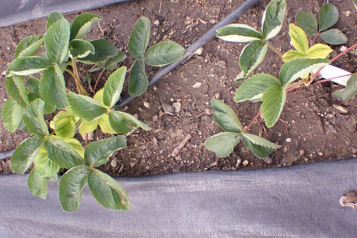 Figure 1. Strawberry plants with yellow leaves. This is probably due to the high soil pH limiting the availability of iron.