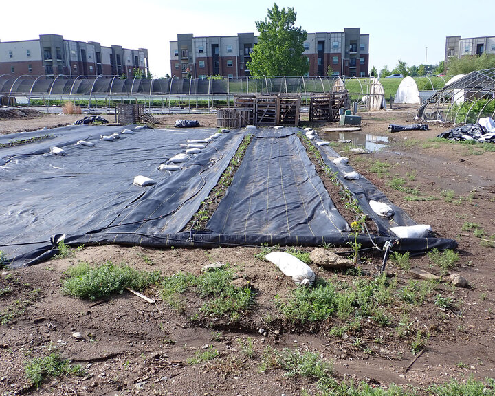 Figure 1. A view of the field showing ‘Seascape’ (left row) and ‘Evie-2’ (right row) plants.