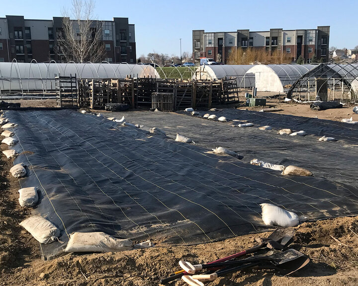 Figure 2. This field was under black plastic for 5 months for solar pasteurization. That black plastic was removed, the field was tilled and weed barrier was put in place.