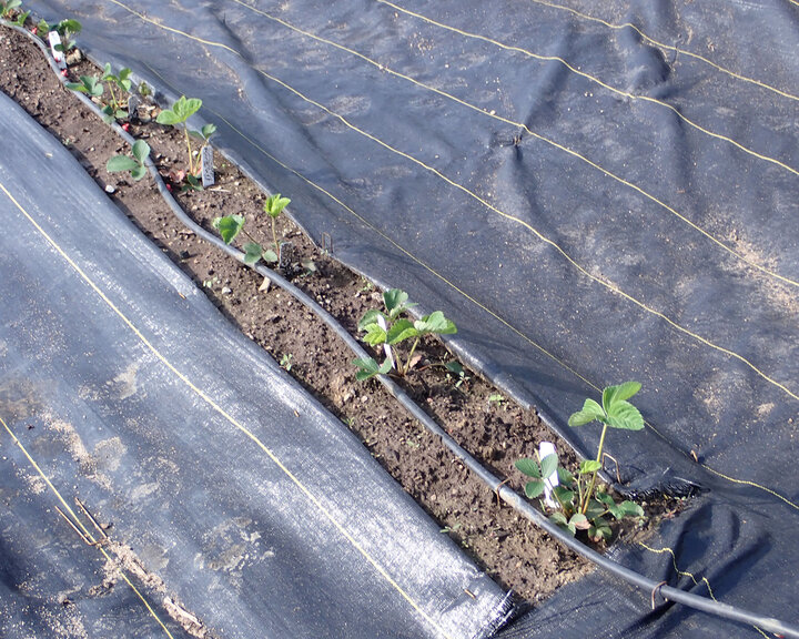 Figure 2. All plants were successfully transplanted and have started growing.