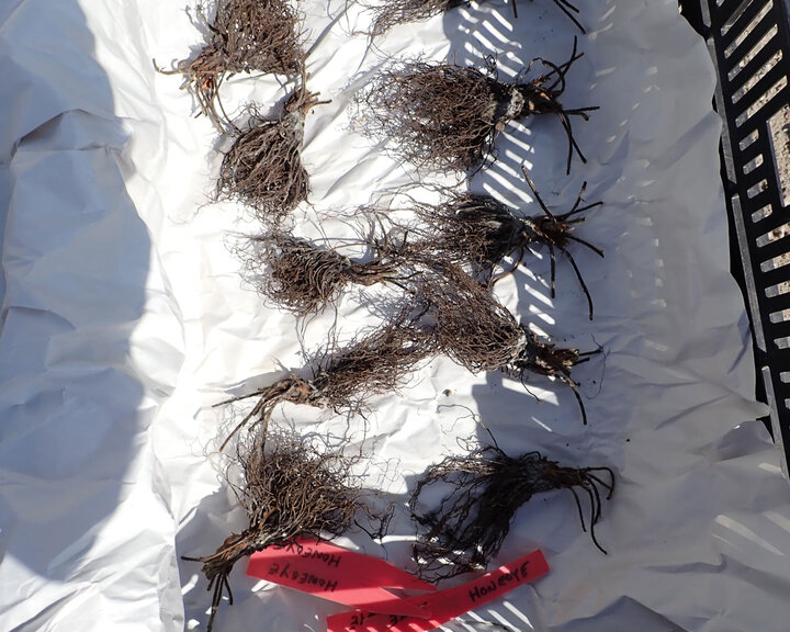 Figure 3. Despite a dip in Zerotol, some fungus persisted and the crowns themselves were dry and crispy – that is, showing no sign of living tissue.