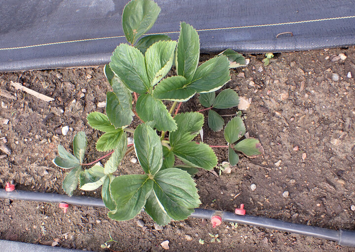 Figure 3. ‘Honeoye’ plant.