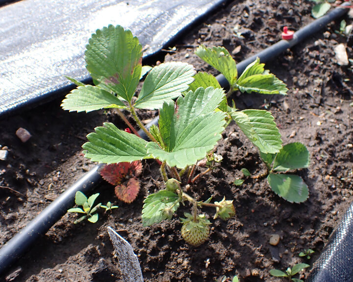 Figure 3. Flowers and fruit on one of the recently transplanted plants. This planting also indicates that if plants were purchased at a garden center and placed in home gardens, they would start flowering and fruiting.