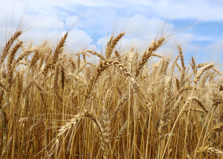 wheat