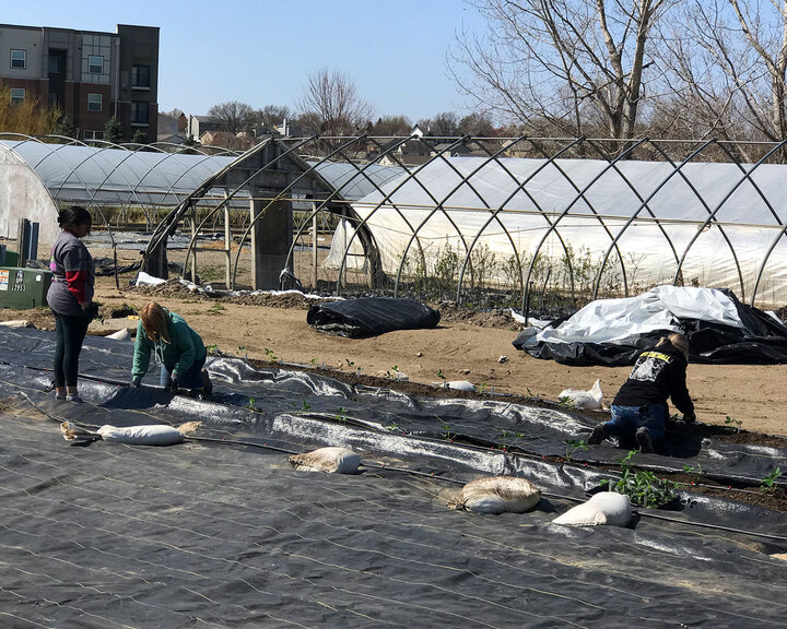 Figure 4. Planting the strawberry plantlets. They were spaced 16 inches apart. The cutting of the weed barrier, placing the tags and planting of the strawberries took 4 people about 2.5 hours.