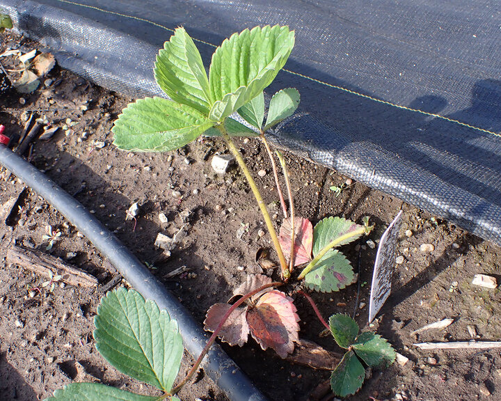 Figure 4. Leaf scorch on the bottom of leaves of a ‘Seascape’ plant.