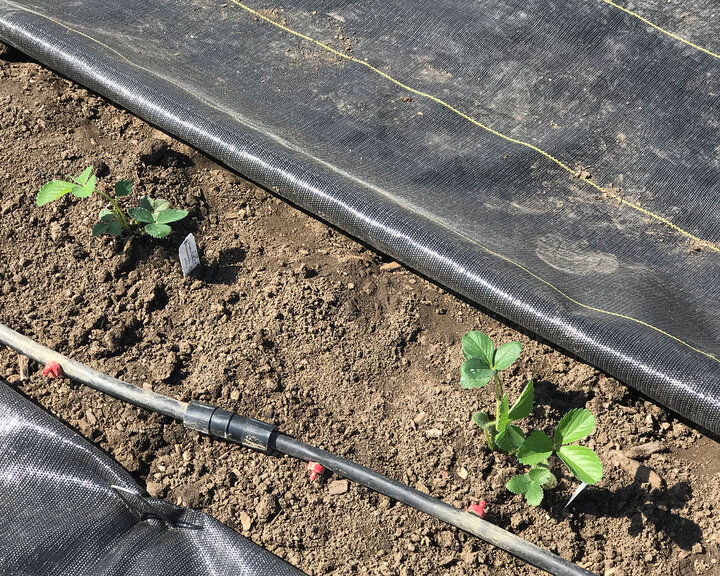 Figure 5. Drip irrigation. The red pieces are the water emitters.