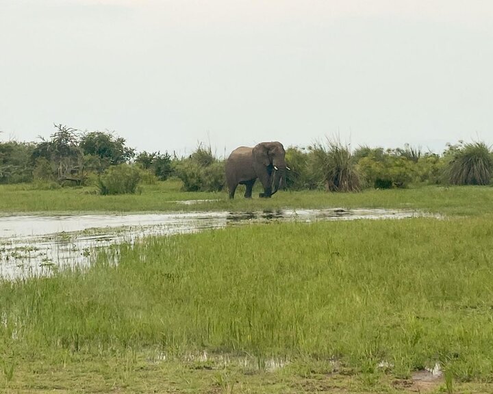 Rwanda Elephant